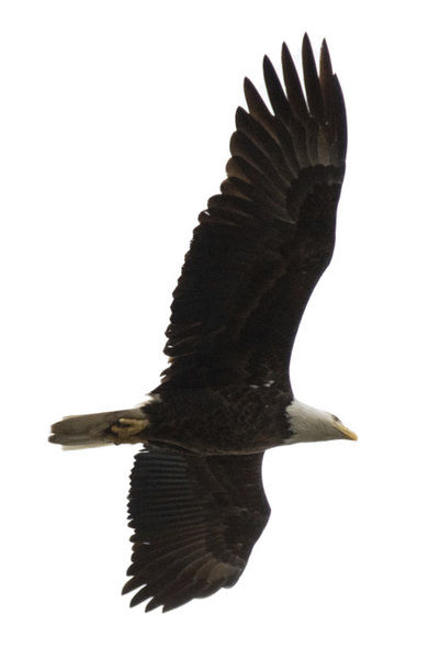 American icon lures 'birders' to lake BE